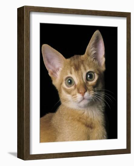 Abyssinian Sorrel-null-Framed Photographic Print