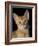 Abyssinian Sorrel-null-Framed Photographic Print