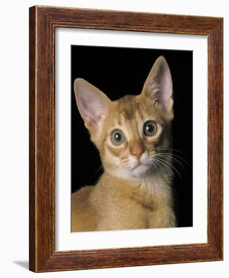 Abyssinian Sorrel-null-Framed Photographic Print