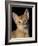 Abyssinian Sorrel-null-Framed Photographic Print