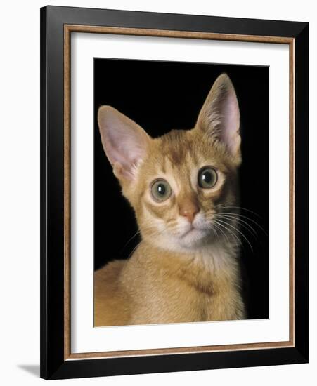 Abyssinian Sorrel-null-Framed Photographic Print