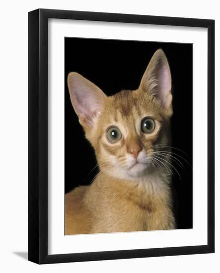 Abyssinian Sorrel-null-Framed Photographic Print