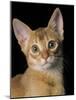 Abyssinian Sorrel-null-Mounted Photographic Print