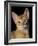 Abyssinian Sorrel-null-Framed Photographic Print