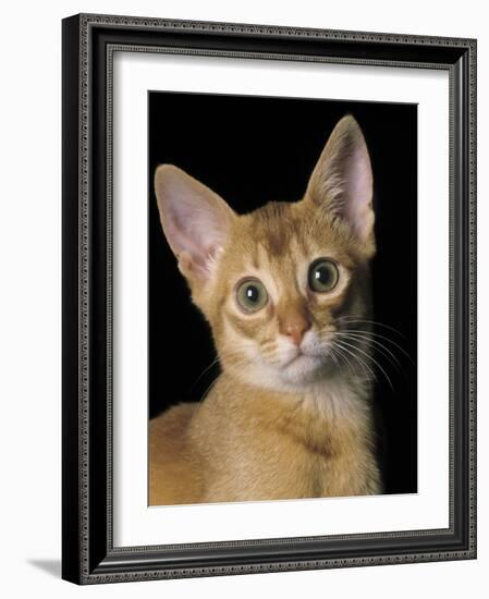 Abyssinian Sorrel-null-Framed Photographic Print