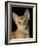 Abyssinian Sorrel-null-Framed Photographic Print