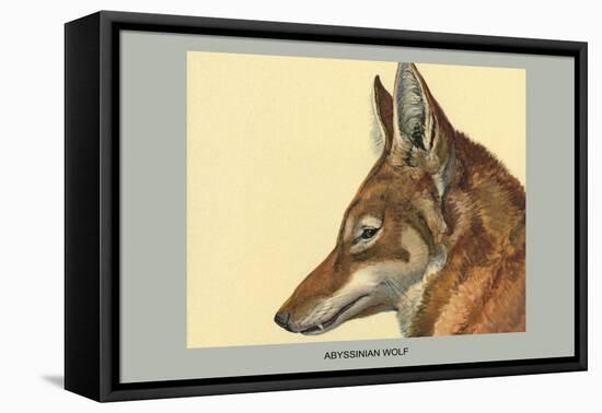 Abyssinian Wolf-Louis Agassiz Fuertes-Framed Stretched Canvas