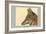 Abyssinian Wolf-Louis Agassiz Fuertes-Framed Art Print