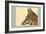 Abyssinian Wolf-Louis Agassiz Fuertes-Framed Art Print