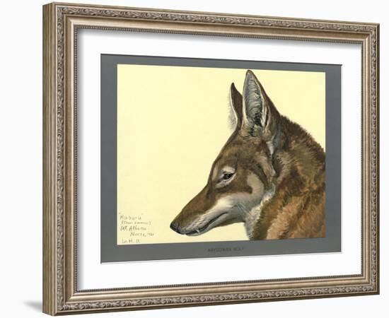 Abyssinian Wolf-null-Framed Giclee Print