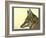 Abyssinian Wolf-null-Framed Giclee Print