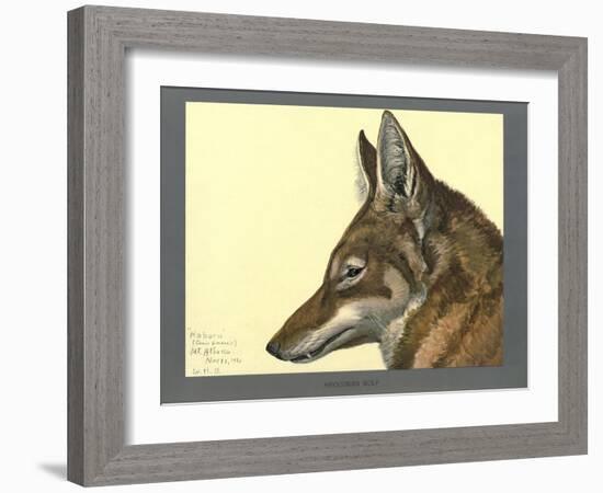 Abyssinian Wolf-null-Framed Giclee Print