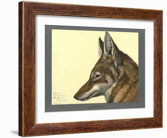 Abyssinian Wolf-null-Framed Giclee Print