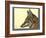 Abyssinian Wolf-null-Framed Giclee Print