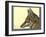 Abyssinian Wolf-null-Framed Giclee Print