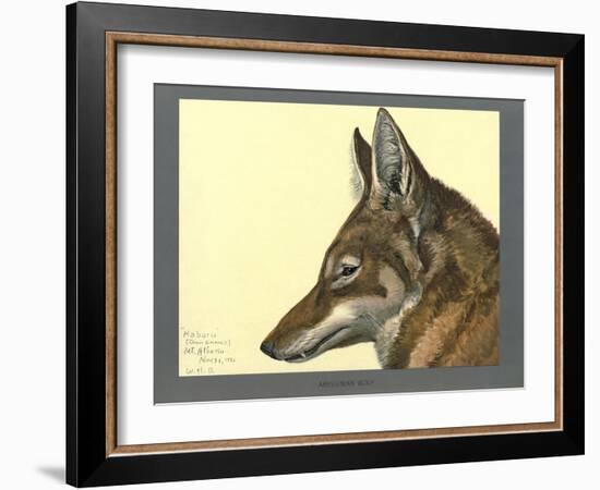 Abyssinian Wolf-null-Framed Giclee Print