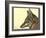 Abyssinian Wolf-null-Framed Giclee Print