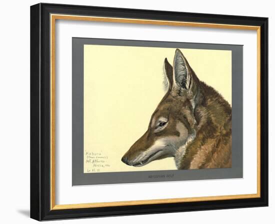 Abyssinian Wolf-null-Framed Giclee Print