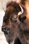 American Bison-abzerit-Framed Photographic Print