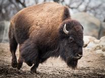 American Bison VI-abzerit-Mounted Photographic Print