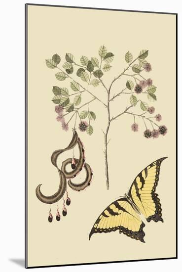 Acacia and Sulphur Butterfly-Mark Catesby-Mounted Art Print