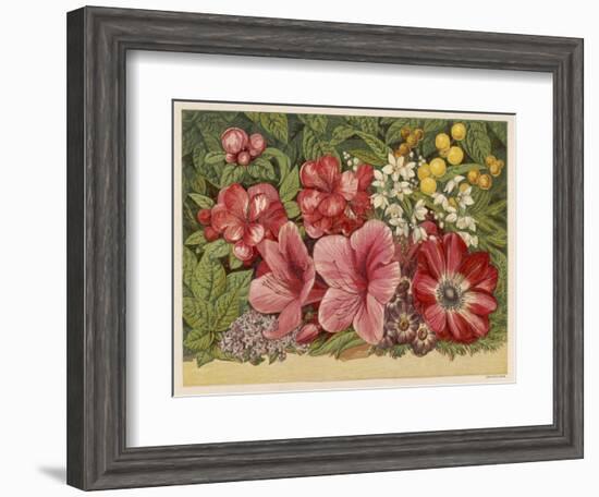 Acacia Dealbata-null-Framed Art Print