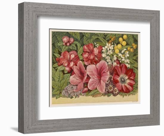 Acacia Dealbata-null-Framed Art Print