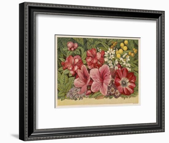 Acacia Dealbata-null-Framed Art Print