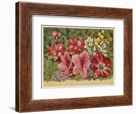 Acacia Dealbata--Framed Art Print