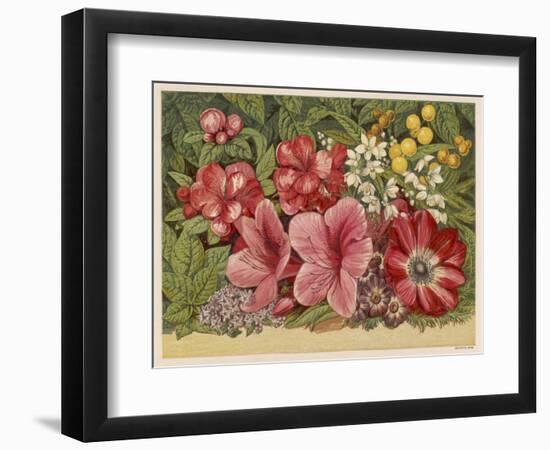 Acacia Dealbata-null-Framed Art Print