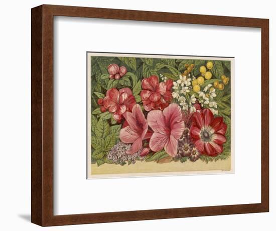 Acacia Dealbata-null-Framed Art Print