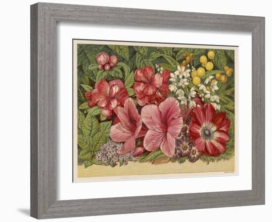 Acacia Dealbata-null-Framed Art Print