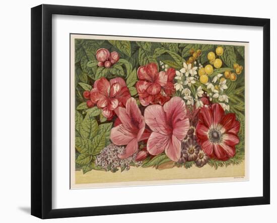 Acacia Dealbata-null-Framed Art Print