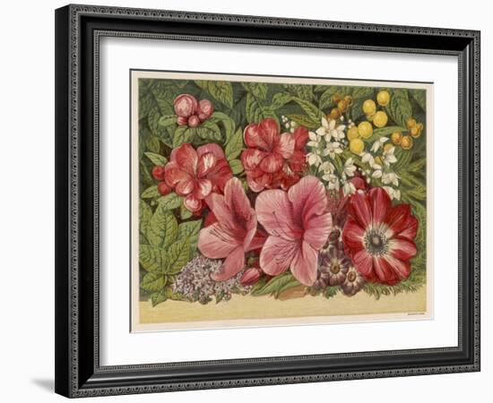 Acacia Dealbata-null-Framed Art Print