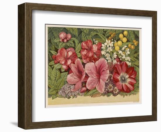 Acacia Dealbata-null-Framed Premium Giclee Print