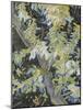 Acacia in Flower-Vincent van Gogh-Mounted Giclee Print