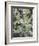 Acacia in Flowers-Vincent Van Gogh-Framed Giclee Print