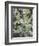 Acacia in Flowers-Vincent Van Gogh-Framed Giclee Print