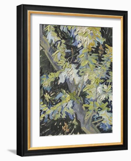 Acacia in Flowers-Vincent Van Gogh-Framed Giclee Print