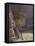 Acacia Spinosa Plant, Sahara-Michele Molinari-Framed Premier Image Canvas