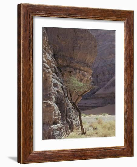 Acacia Spinosa Plant, Sahara-Michele Molinari-Framed Photographic Print