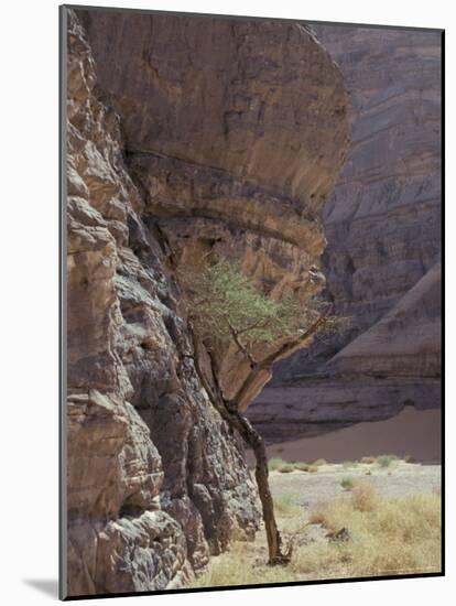 Acacia Spinosa Plant, Sahara-Michele Molinari-Mounted Photographic Print
