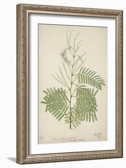 Acacia Suma Kuz, 1800-10-null-Framed Giclee Print