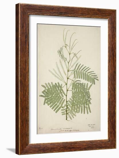 Acacia Suma Kuz, 1800-10-null-Framed Giclee Print