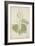 Acacia Suma Kuz, 1800-10-null-Framed Giclee Print