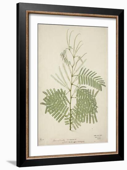 Acacia Suma Kuz, 1800-10-null-Framed Giclee Print