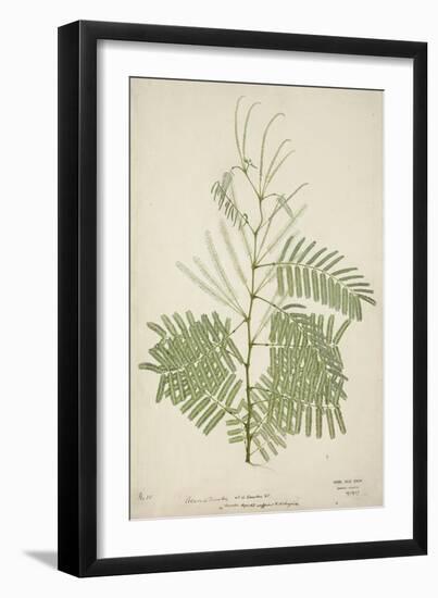Acacia Suma Kuz, 1800-10-null-Framed Giclee Print