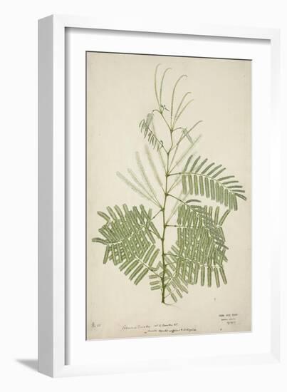 Acacia Suma Kuz, 1800-10-null-Framed Giclee Print