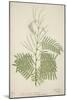 Acacia Suma Kuz, 1800-10-null-Mounted Giclee Print