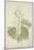 Acacia Suma Kuz, 1800-10-null-Mounted Giclee Print